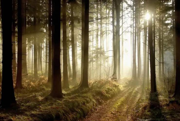 Alberi camminano cosa c'è di vero