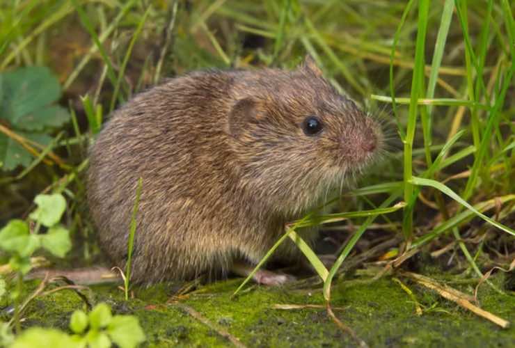 Arvicola acqua potrebbe ancora essere salvare