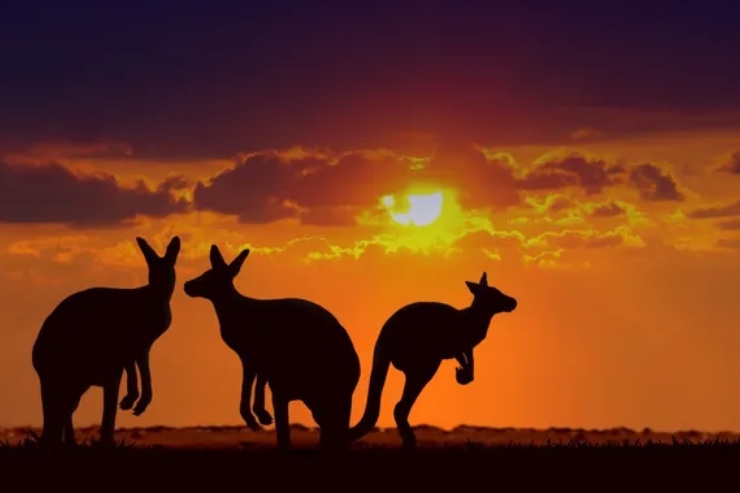 Canguri al tramonto