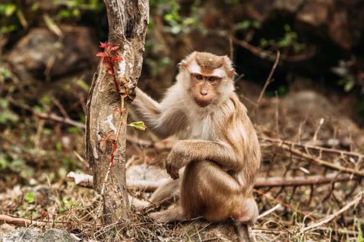 Macachi strani amore accoppiarsi cervi sika