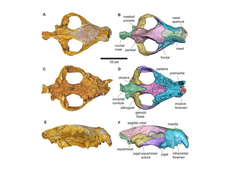 Cranio del Bastetodon (www.tandfonline.com foto)