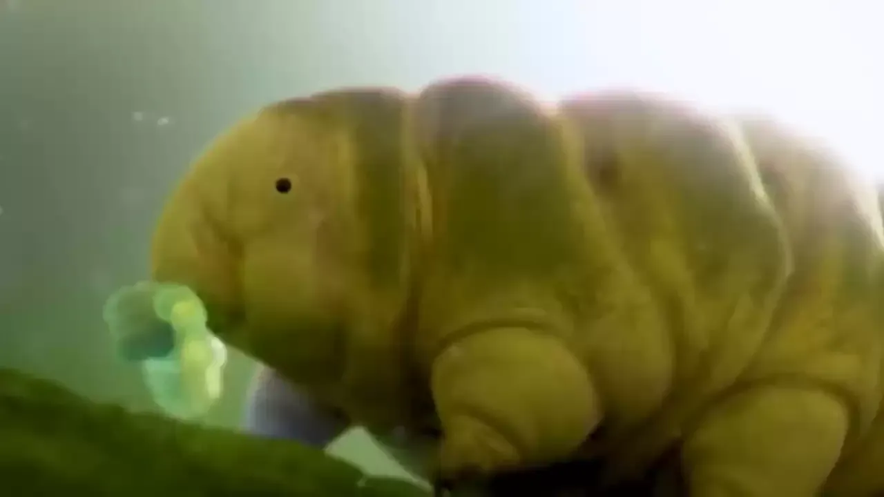 Tardigrado